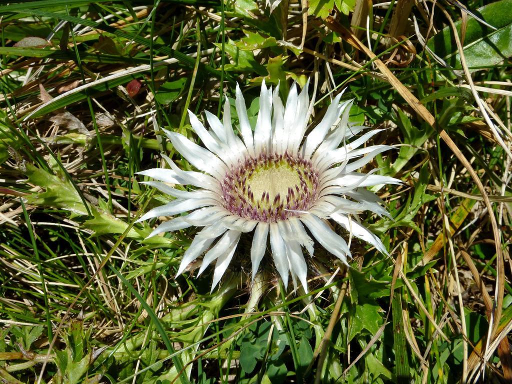 Alpenflair Whg 201 